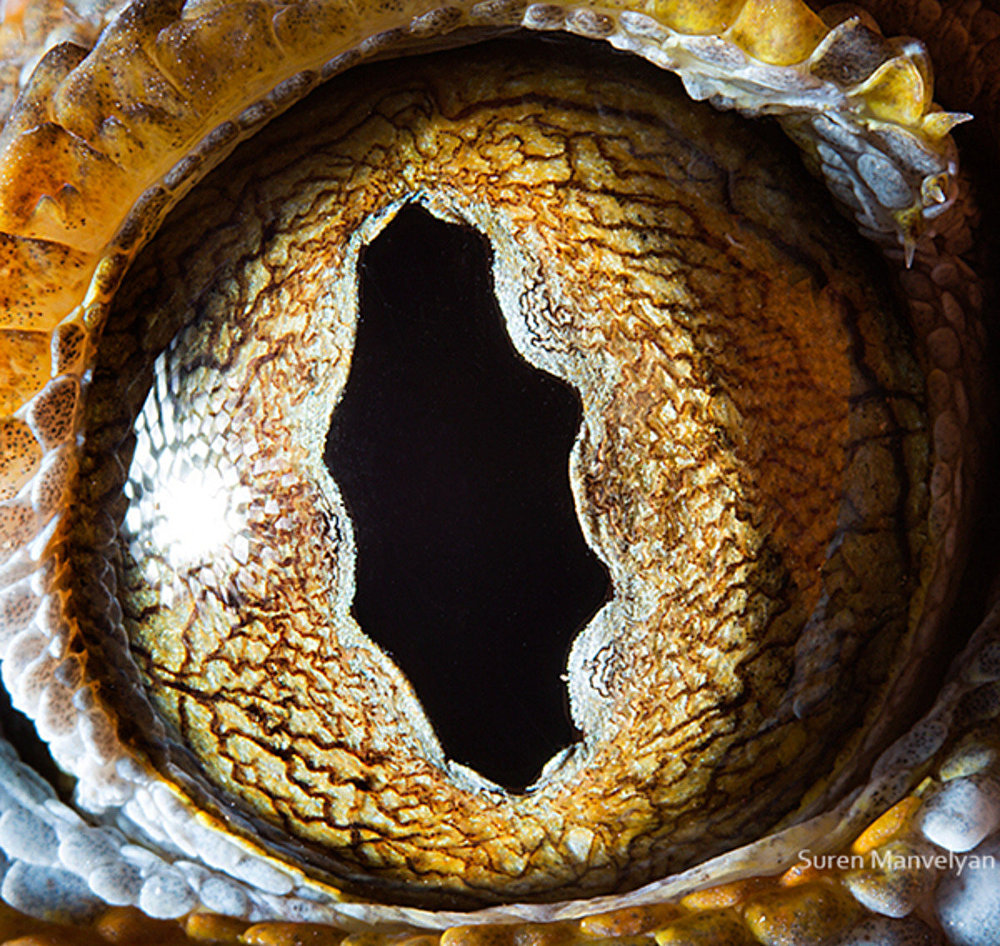 Tokay Gecko |: Un fotógrafo ha mostrado tomas macro de ojos de animales y se ven impresionantes. Zestradar
