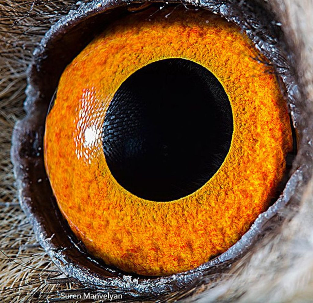 Búho chico |: Un fotógrafo ha mostrado tomas macro de ojos de animales y se ven impresionantes. Zestradar