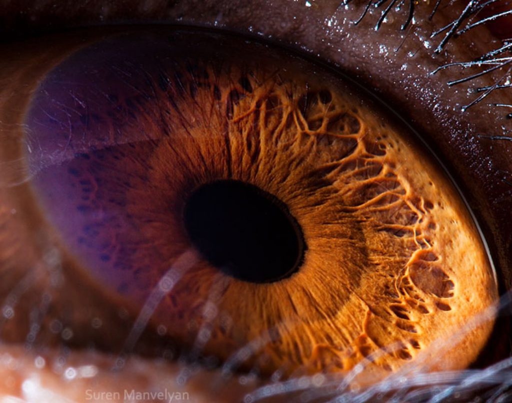 chimpancé Un fotógrafo ha mostrado tomas macro de ojos de animales y se ven impresionantes. Zestradar