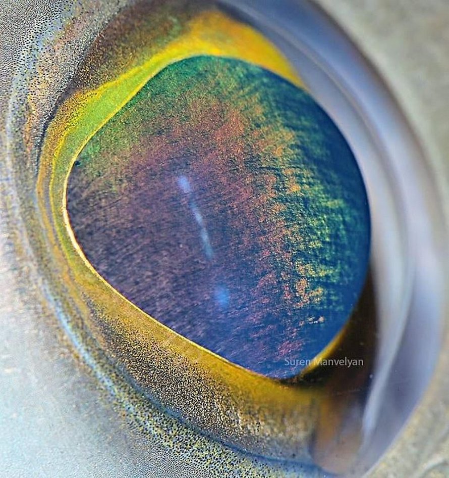 Ojo de pez roca |: Un fotógrafo ha mostrado tomas macro de ojos de animales y se ven impresionantes. Zestradar