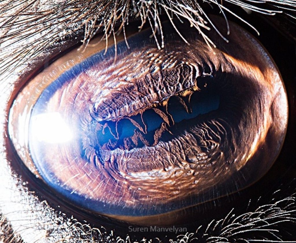 Camello Un fotógrafo ha mostrado tomas macro de ojos de animales y se ven impresionantes. Zestradar