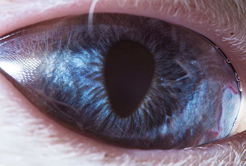 Gato |: Un fotógrafo ha mostrado tomas macro de ojos de animales y se ven impresionantes. Zestradar