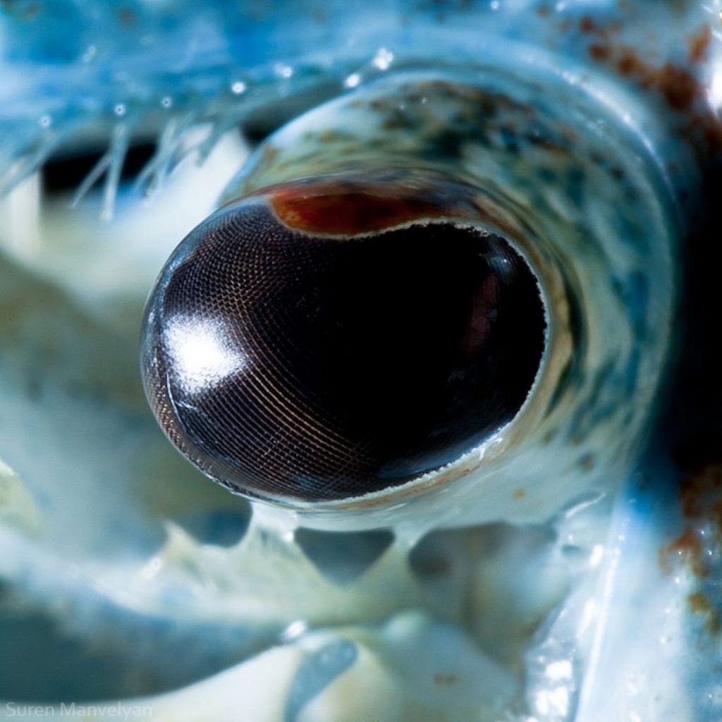 Cangrejo azul | Un fotógrafo ha mostrado tomas macro de ojos de animales y se ven impresionantes. Zestradar