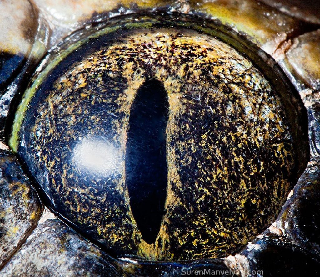 pitón tigre | Un fotógrafo ha mostrado tomas macro de ojos de animales y se ven impresionantes. Zestradar