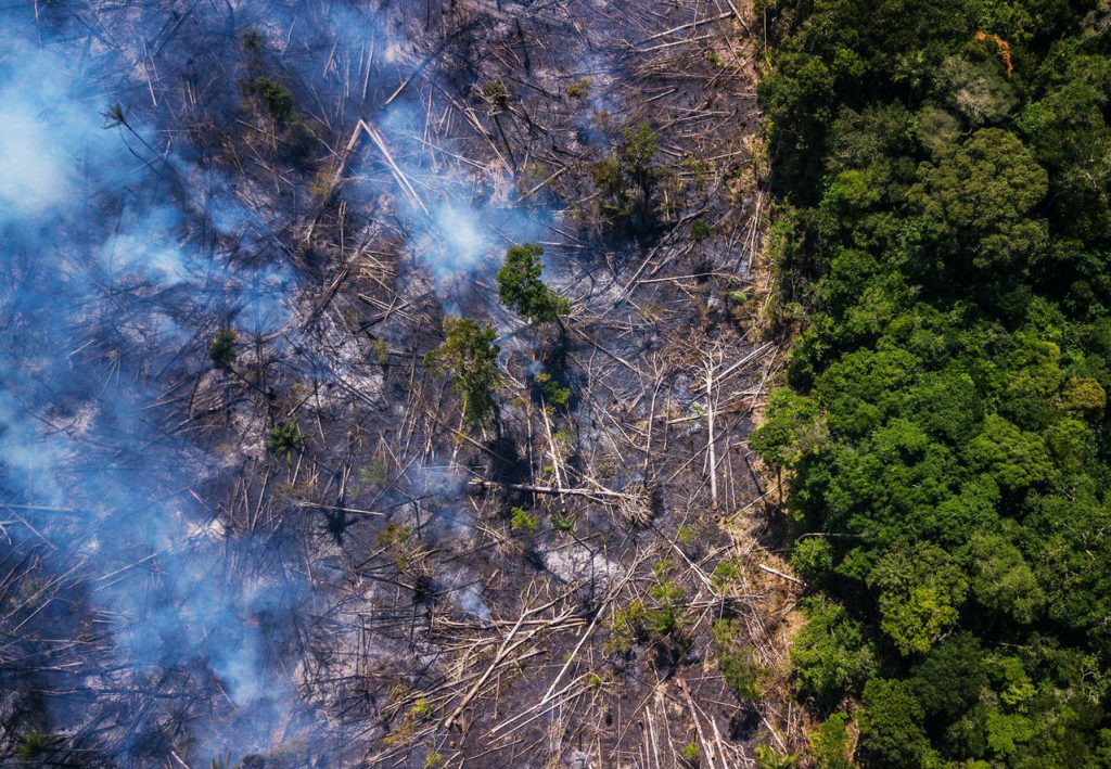 Los bosques están muriendo 7 problemas globales que están destruyendo la Tierra mientras hablamos | Zest Radar: