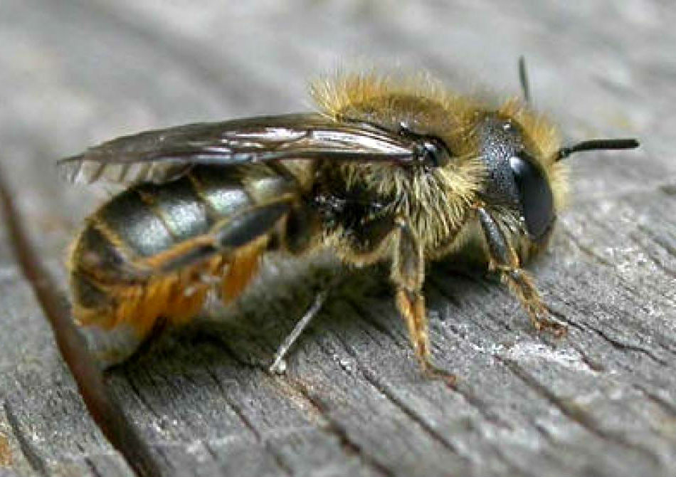 Estamos perdiendo insectos. 7 problemas globales que están destruyendo la Tierra mientras hablamos | Zest Radar: