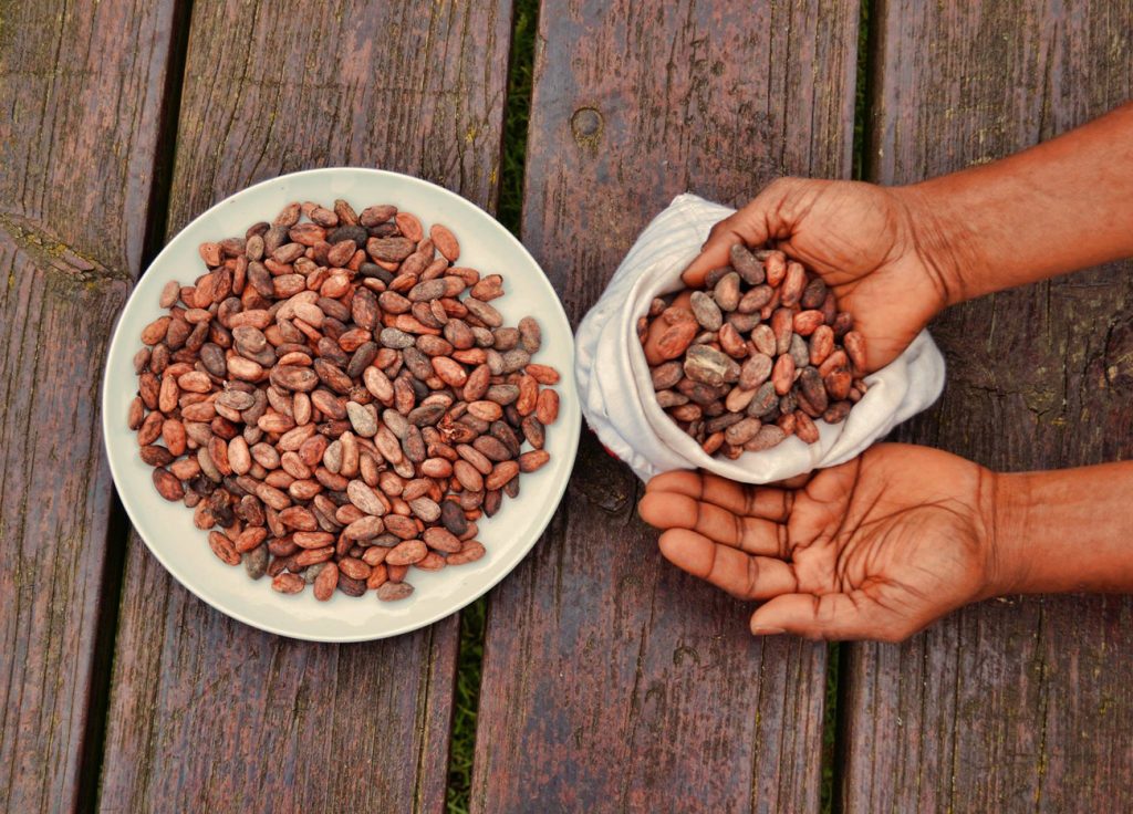 Moneda de cacao |: La increíble historia del chocolate. Zestradar