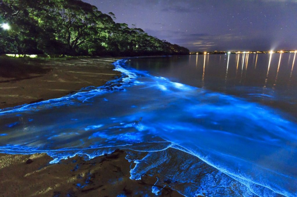 Playas brillantes | 10 de los fenómenos naturales más surrealistas de la Tierra | Zestradar