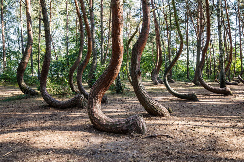 Bosque Torcido |: 10 de los fenómenos naturales más surrealistas de la Tierra | Zestradar