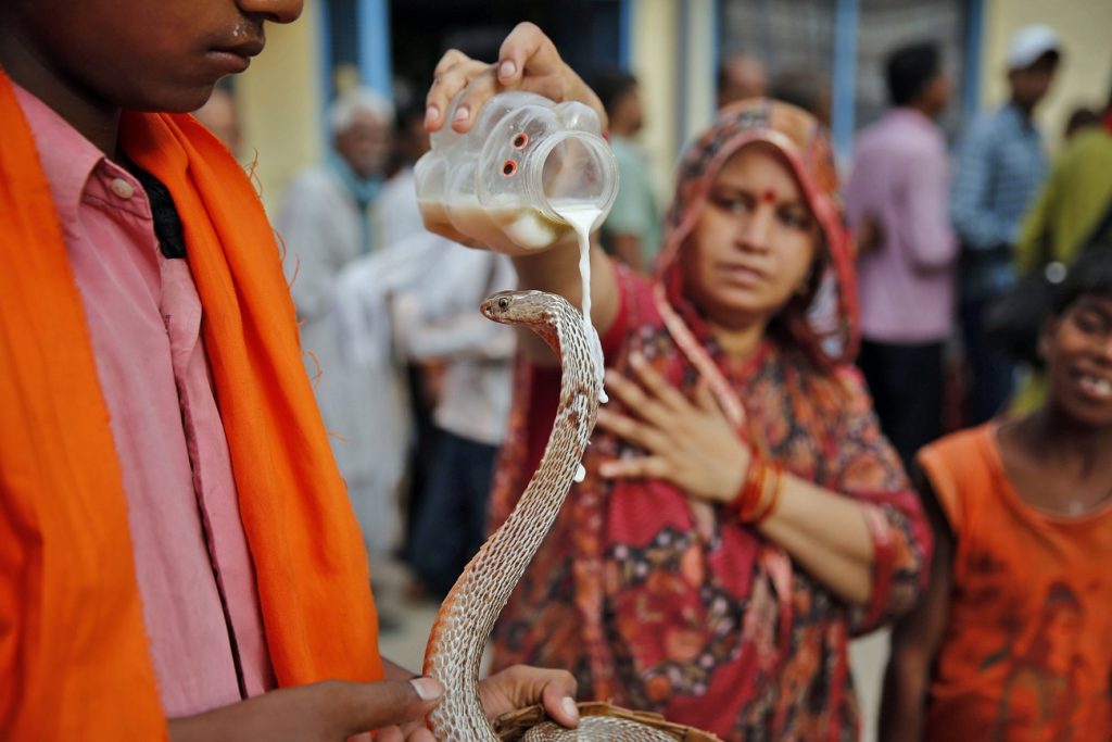 Serpiente (India) |: 7 animales sagrados de todo el mundo | Zestradar