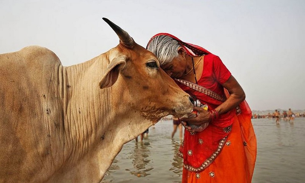 Vaca (India) |: 7 animales sagrados de todo el mundo | Zestradar