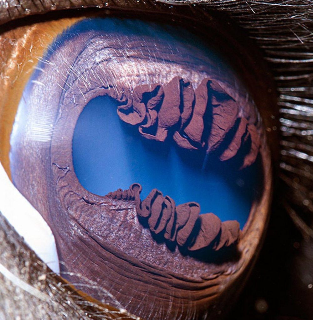llamas | Un fotógrafo ha mostrado tomas macro de ojos de animales y se ven impresionantes. Zestradar