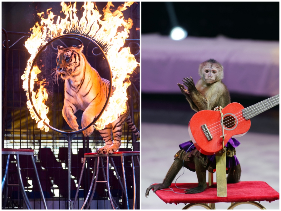 Circo alemán reemplaza animales reales con hologramas Zest Radar: