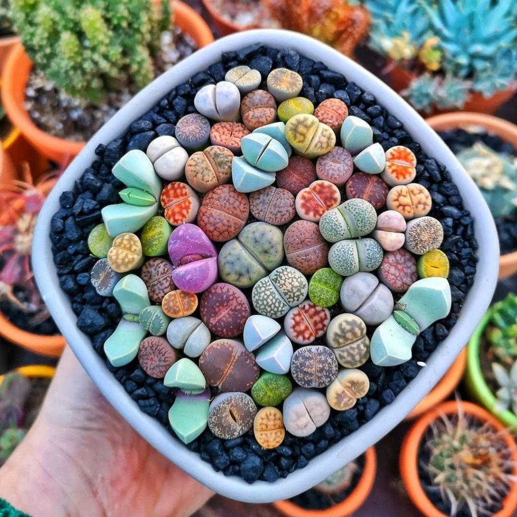 lithops |: 15 hermosas suculentas que parecen algo de otro planeta | Zestradar