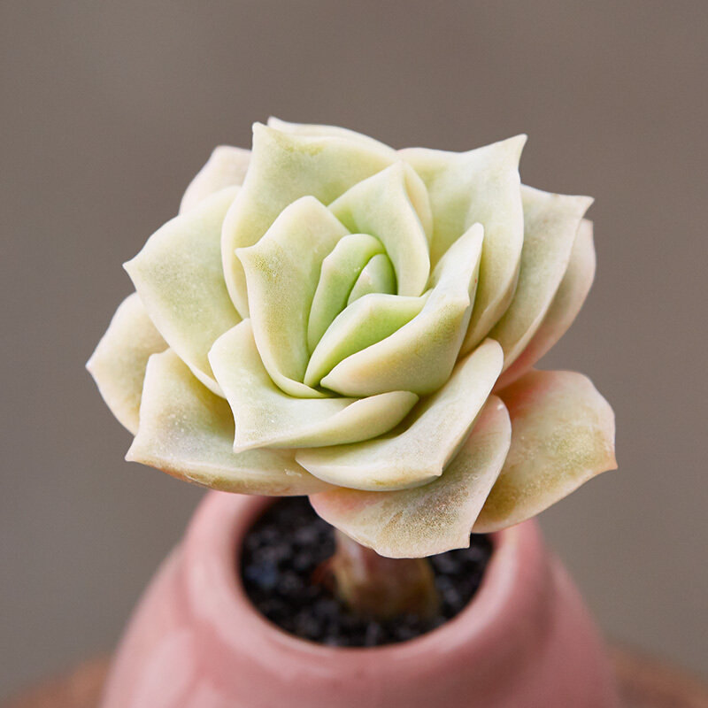 Suculentas de rosas | 15 hermosas suculentas que parecen algo de otro planeta | Zestradar