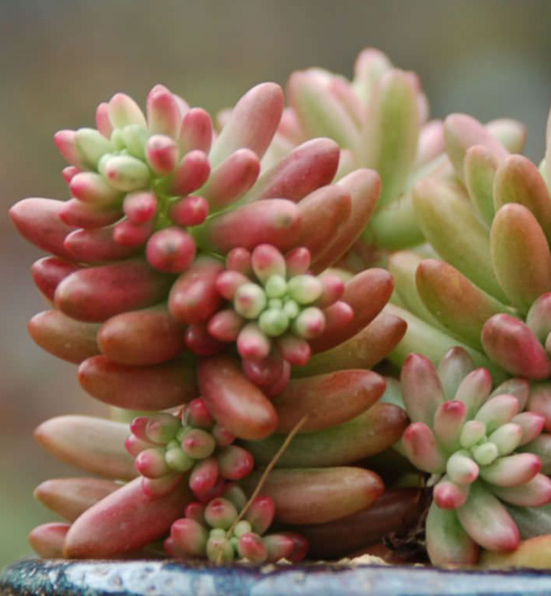 Pink Jelly Bean Suculento |: 15 hermosas suculentas que parecen algo de otro planeta | Zestradar