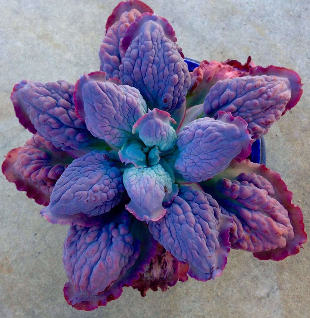 Echeveria Barbillón |: 15 hermosas suculentas que parecen algo de otro planeta | Zestradar