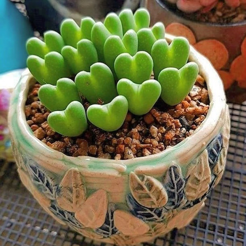 Conophytum bilobum |: 15 hermosas suculentas que parecen algo de otro planeta | Zestradar