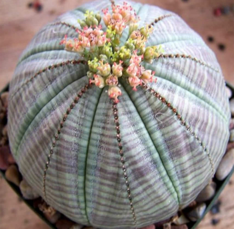 Euforbia Obesa |: 15 hermosas suculentas que parecen algo de otro planeta | Zestradar