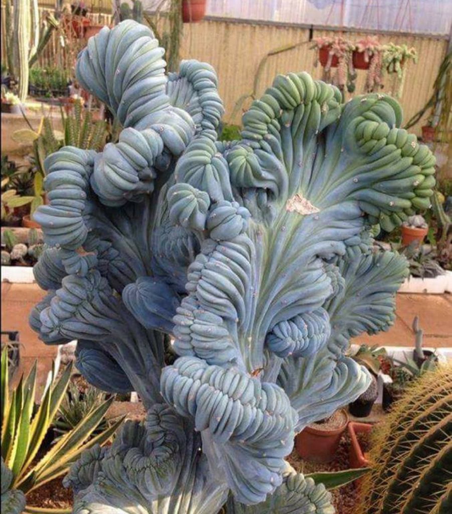 Myrtillocactus Geometrizans Suculenta |: 15 hermosas suculentas que parecen algo de otro planeta | Zestradar