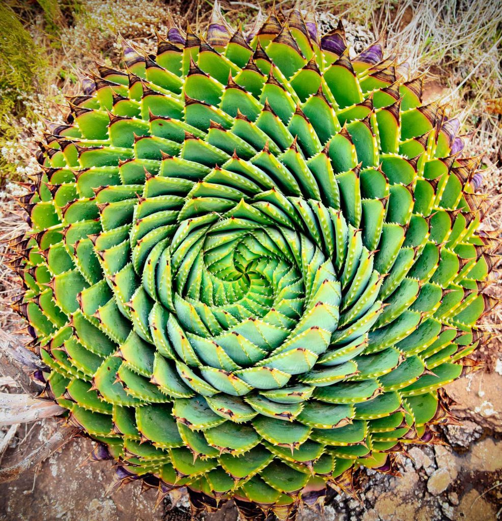 Aloe polifila |: 15 hermosas suculentas que parecen algo de otro planeta | Zestradar