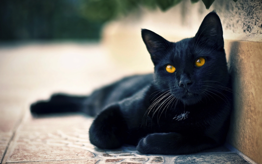 Blackie |: 10 animales más ricos del mundo | Zestradar