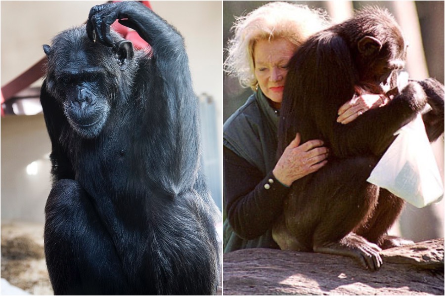 Kalú |: 10 animales más ricos del mundo | Zestradar