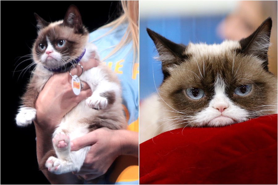 Gato gruñón 10 animales más ricos del mundo | Zestradar
