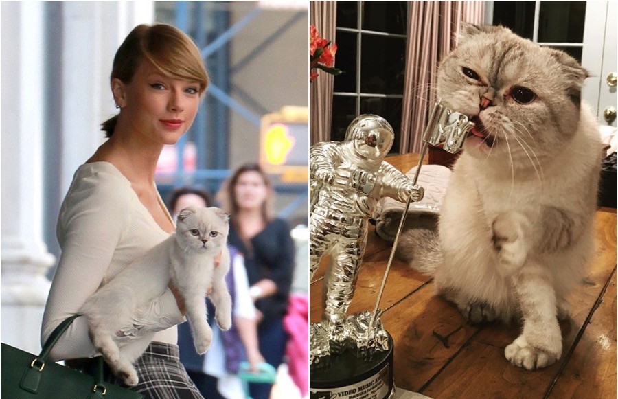 Olivia Benson |: 10 animales más ricos del mundo | Zestradar