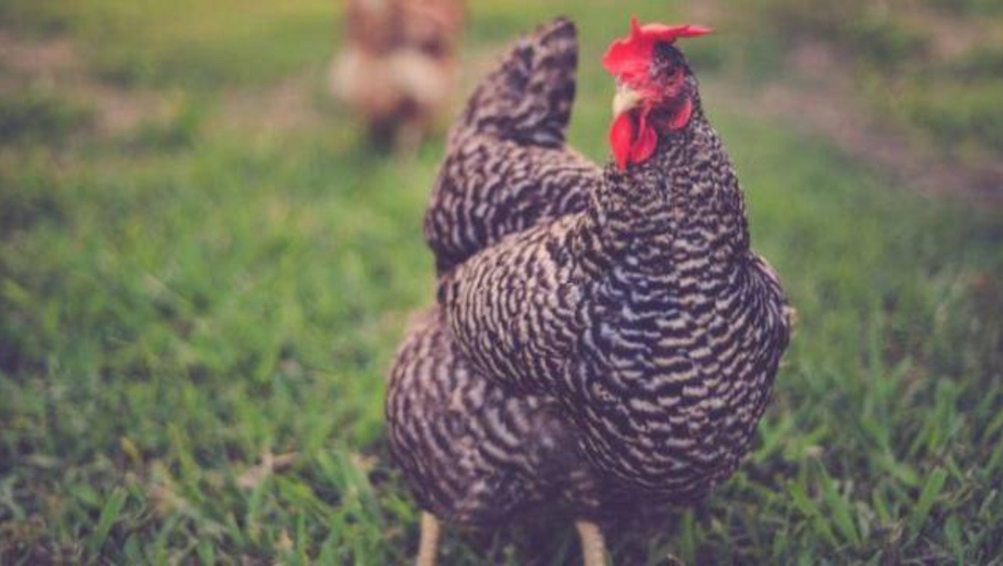 gigu |: 10 animales más ricos del mundo | Zestradar