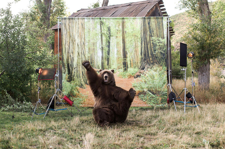 Bart el oso II |: 10 animales más ricos del mundo | Zestradar