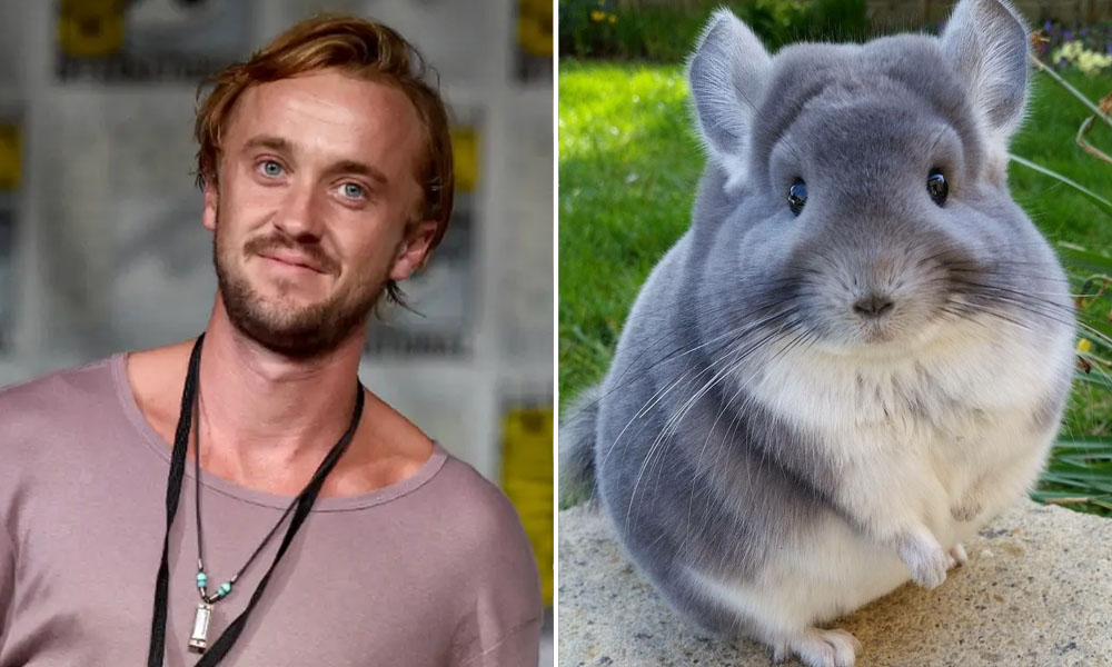 Tom Felton - Chinchilla |: Kristen Stewart - El lobo | 10 celebridades con mascotas realmente extrañas | Zestradar