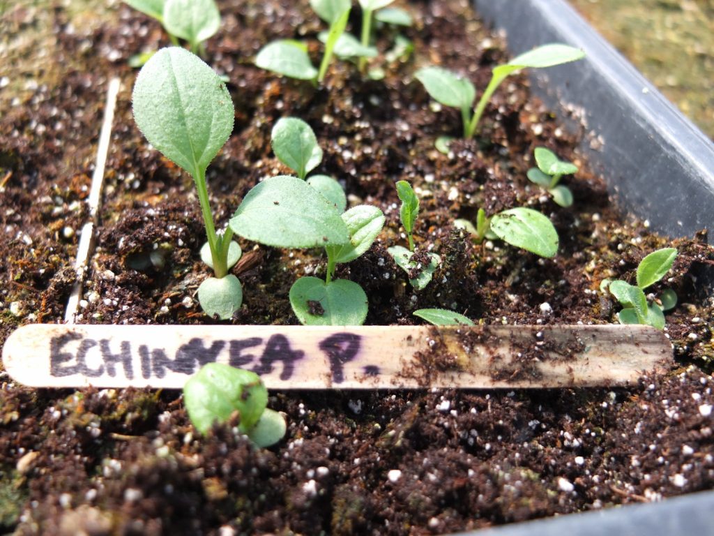 Crece a partir de semillas Cómo cultivar equinácea en casa | Zestradar