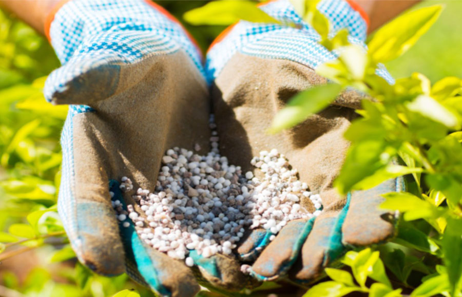 Cuidando |: Cómo cultivar equinácea en casa | Zestradar