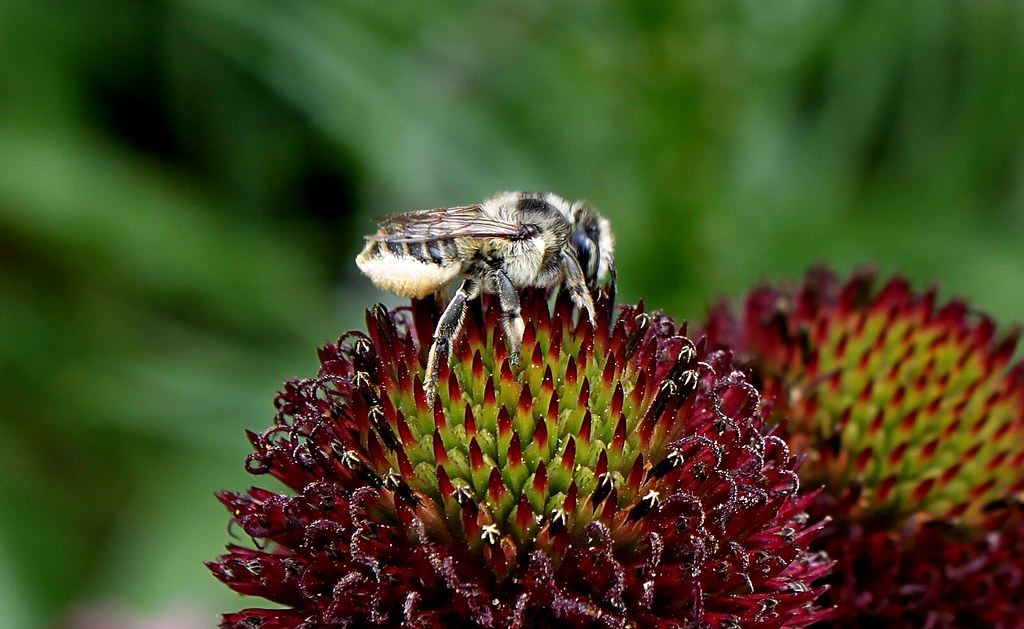 Insectos |: Cómo cultivar equinácea en casa | Zestradar