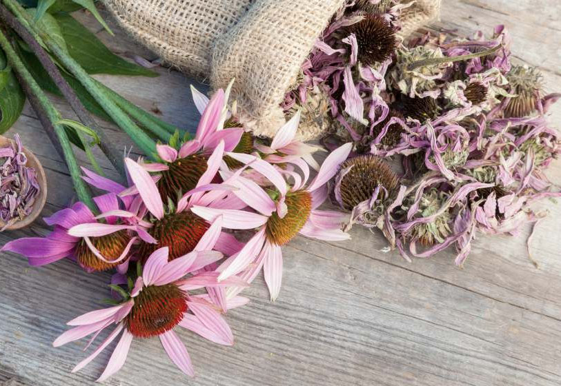 guarda las semillas Cómo cultivar equinácea en casa | Zestradar