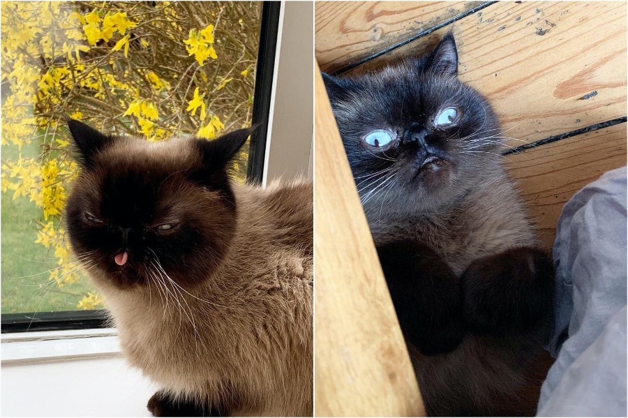 Conoce a Ikiru, el gato rey de Blep #2 | Zestradar