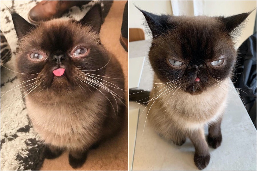 Conoce a Ikiru, el rey gato de Blep #3 | Zestradar