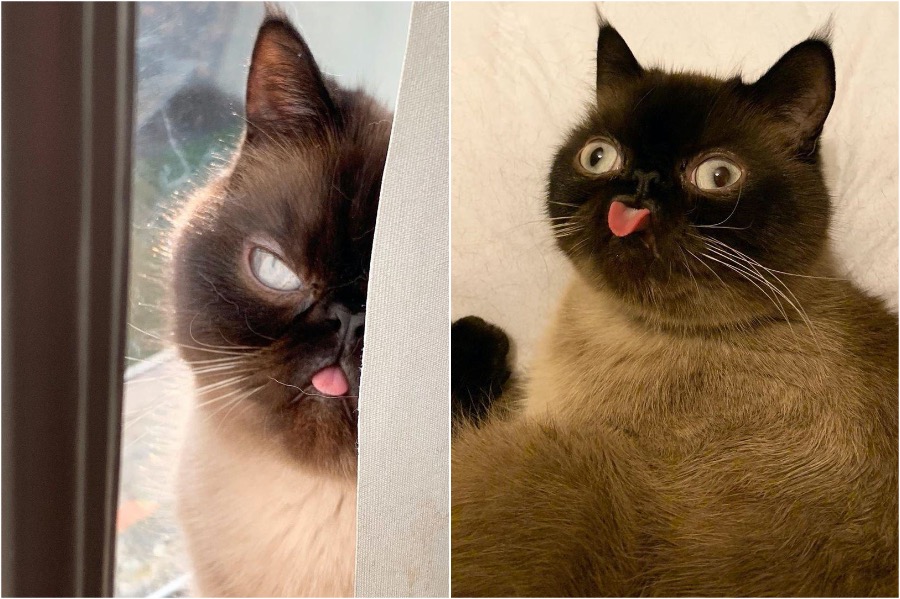 Conoce a Ikiru, el gato rey de Blep #4 | Zestradar