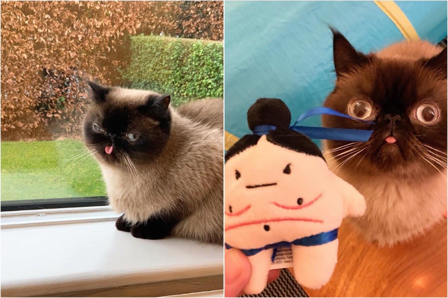 Conoce a Ikiru, el gato rey de Blep #5 | Zestradar