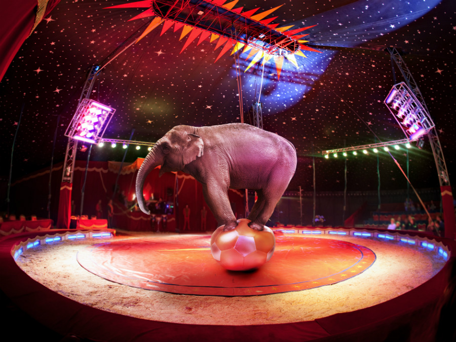 Circo alemán reemplaza animales reales con hologramas Zest Radar: