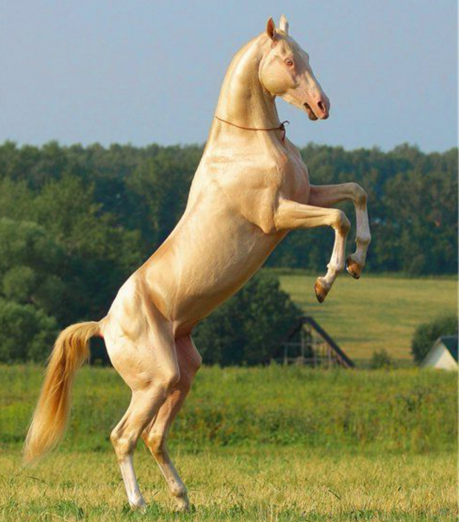 ¿Quieres ver el caballo más hermoso de la Tierra? #2 Zestradar
