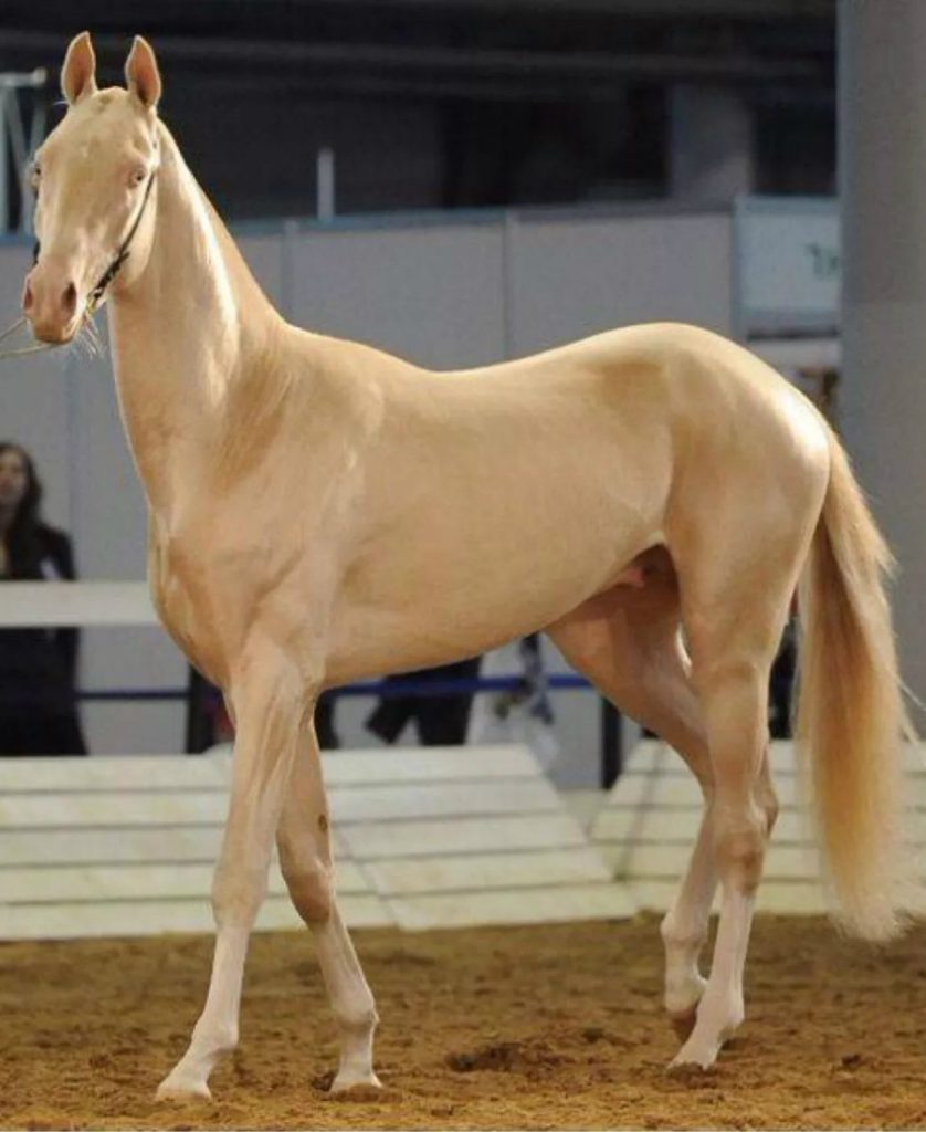 ¿Quieres ver el caballo más hermoso de la Tierra? #6 | Zestradar