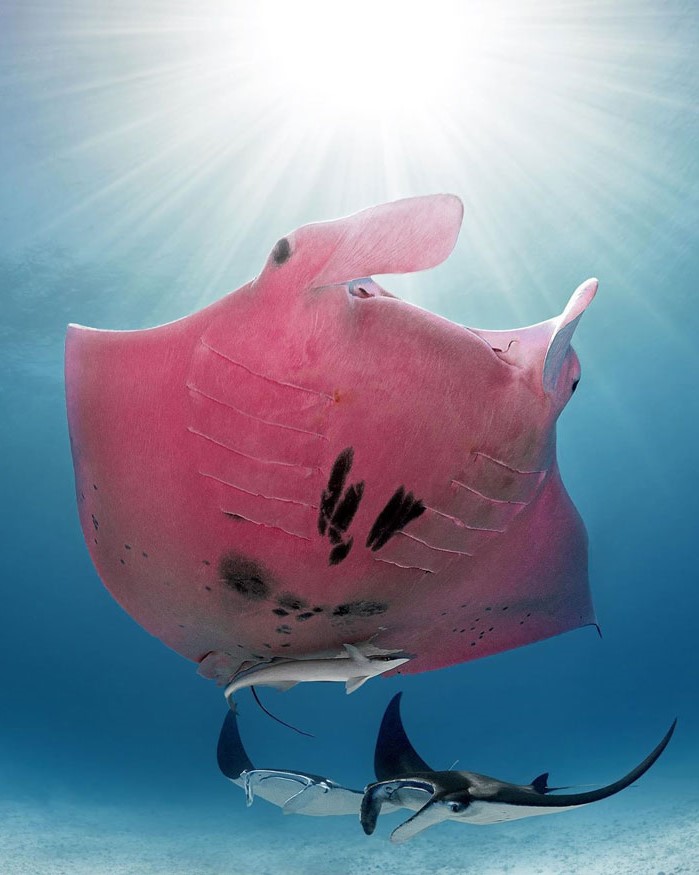buzo australiano viene con una mantarraya rosa única #1 | Zestradar