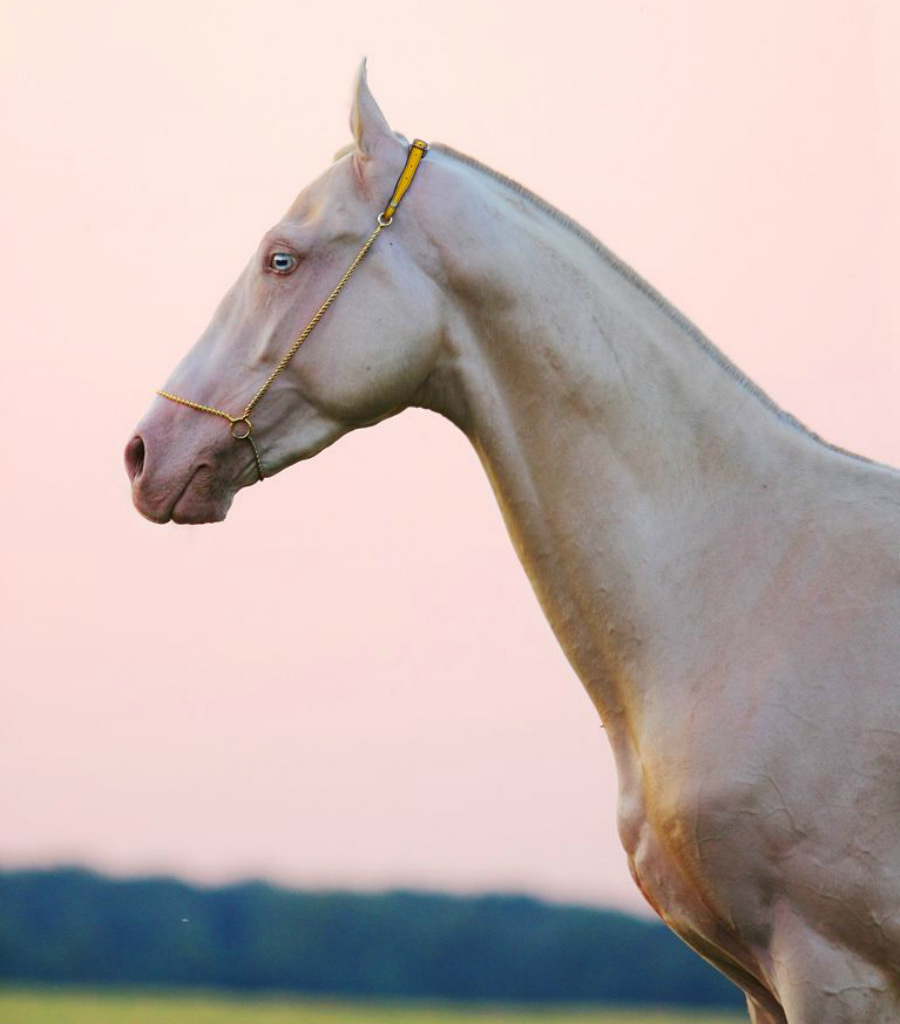 ¿Quieres ver el caballo más hermoso de la Tierra? |: Zestradar