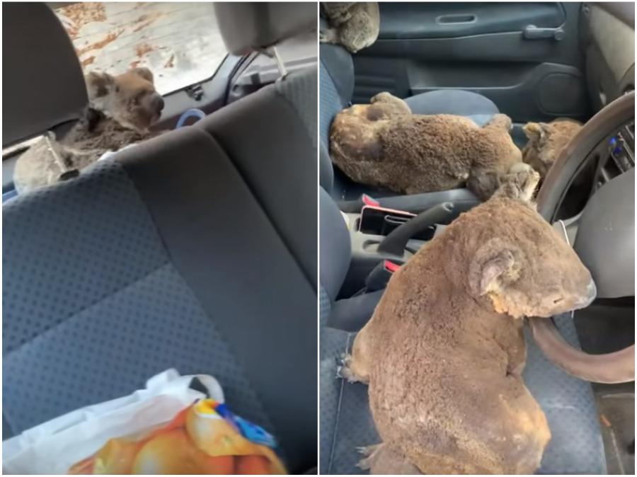 Rescate de koalas | 15 sobrevivientes de incendios forestales en Australia que te derretirán el corazón | Zestradar