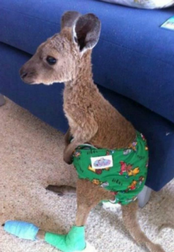 Bolsas para los heridos 15 sobrevivientes de incendios forestales en Australia que te derretirán el corazón | Zestradar