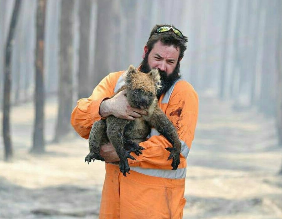 El bombero vino a ayudar. 15 sobrevivientes de incendios forestales en Australia que te derretirán el corazón | Zestradar