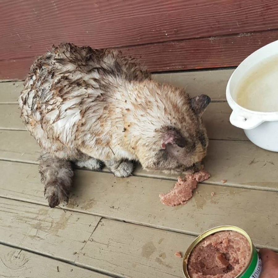 El gatito valiente |: 15 sobrevivientes de incendios forestales en Australia que te derretirán el corazón | Zestradar