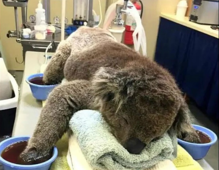 Patas quemadas | 15 sobrevivientes de incendios forestales en Australia que te derretirán el corazón | Zestradar